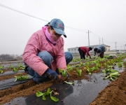 河北新乐：人勤春来早 田间耕作忙