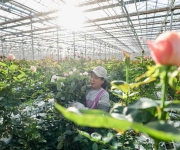 塞上江南 冬日花香