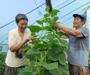 发展瓜蔬基地 保障百姓“菜篮子”