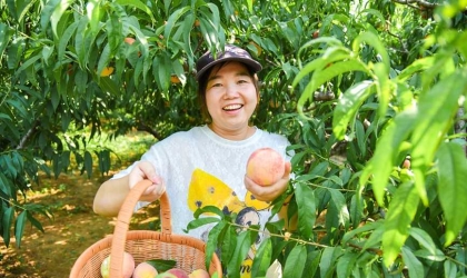 洛阳老城区：小桃果做成富民大产业