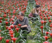 湖北钟祥：千亩花海铺就乡村“致富路”