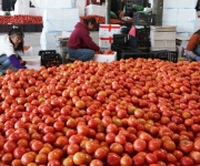 南菜北运生产忙