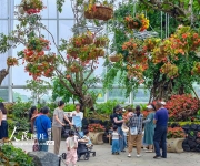 浙江宁波：奇花异草引客来