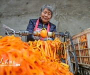河南宜阳：柿饼加工