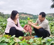“薯”光无限映红共富路