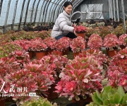 多肉植物俏销市场