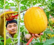 江苏南京：“太空西瓜”成功培育上市