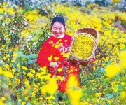 野菊花带动农民致富