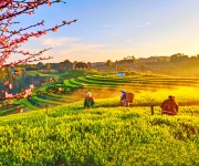 四川泸州：茶山春意浓 采摘正当时