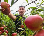 河北正定：大棚油桃抢“鲜”上市促增收