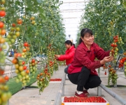 采摘西红柿供市场