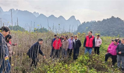 技术帮扶助力蚕桑产业提质增效