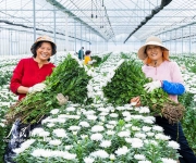 江苏泗洪：订单菊花开出致富花