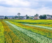 四川广安：油菜花开乡村美 春色如画引客来