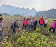 技术帮扶助力蚕桑产业提质增效