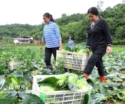 湖北保康：高山蔬菜助力乡村振兴