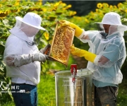 贵州黔西：种花养蜂助农增收