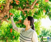 河南内黄：万亩桃林迎丰收
