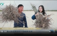 “沙海愚公”付志周：我这一辈子准备栽一百万棵树