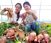 戈壁荒漠试种蜜薯喜丰收
