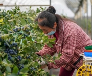 云南蒙自：联农带农兴产业 蓝莓飘香海内外