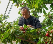 樱桃树下管护忙