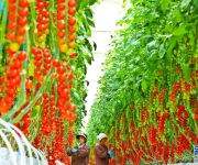 甘肃张掖：番茄丰收串串红