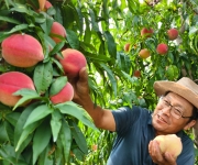 河北正定：果农忙收致富桃