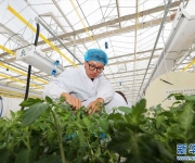 安徽淮北：智慧农业种植忙