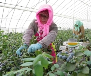 河北卢龙：发展设施农业促农增收