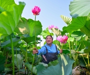 荷香满塘采收忙