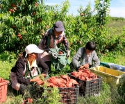 “春季赏花 夏季摘果”全季旅游带动消费增长