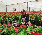 红掌鲜花节前产销旺