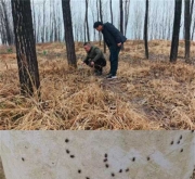 南阳市宛城区林业局开展春季草履蚧专项普查工作