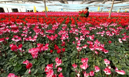 “鲜花经济”助增收