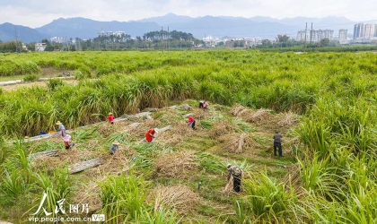 广西蒙山：采收甘蔗