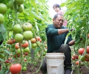 山东定陶：冬日大棚蔬菜生产忙