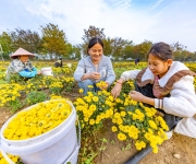 小黄菊撑起致富伞
