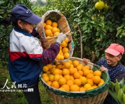 湖北秭归：收获橙子 销往各地