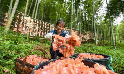 湖南双牌：“林下经济”助增收