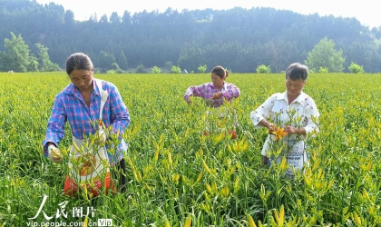 四川阆中：黄花绽放致富路