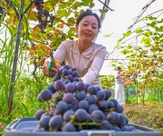 四川仁寿：小葡萄“串”起乡村振兴大产业