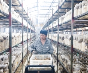 订单菌菇“香饽饽”