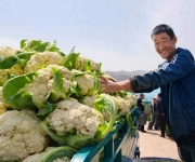 青海民和头茬冷凉蔬菜喜获上市