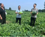 “甜蜜瓜”变身“增收果” ——郏县冢头镇携手平顶山市旅游协会开展爱心西瓜认购行动