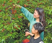 花果飘香采摘忙