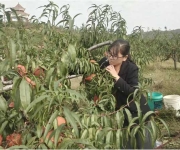 桐柏县毛集镇：冬桃挂满光武村 甜蜜致富新路径