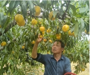 童路军：以果为媒，带乡亲走上致富路