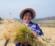 云南陆良：大麦喜开镰