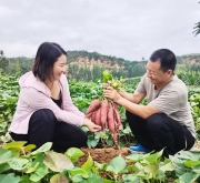 “薯”光无限映红共富路